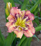 A close-up of a blooming daylily flower with ruffled petals in yellow, cream, and deep burgundy-purple, surrounded by green leaves and buds in a garden setting.