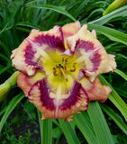 Outer Space Reblooming Daylily - 1 Single Fan Division