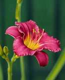 Pardon Me Reblooming Daylily - Single Root Division