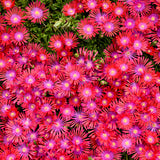 Delosperma Flashmob™ ‘Action Shot’ PPAF
