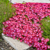 Delosperma Flashmob™ ‘Action Shot’ PPAF