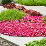 Delosperma Flashmob™ ‘Action Shot’ PPAF