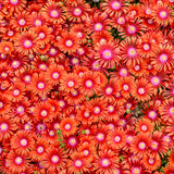 Delosperma Flashmob™ 'Macarena' PPAF  - Qt. Pots - Flat of 10