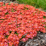 Delosperma Flashmob™ 'Macarena' PPAF  - Qt. Pots - Flat of 10