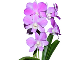 Dendrobium Emma Queen