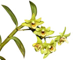 Dendrobium catenatum
