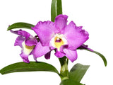 Dendrobium Lovely Virgin # 7 h00404