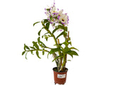 Dendrobium (Sachi x crystallinum) x Dend. nobile