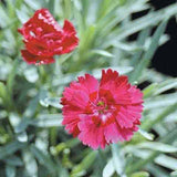 Dianthus x 'Fire Star' PP14895' - Qt. Pots - Flat of 10