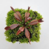 Venus flytrap (Dionaea muscipula) "Red Shark Teeth"