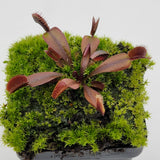 Venus flytrap (Dionaea muscipula) "Red Shark Teeth"