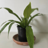 Potted 'Bird's Nest' Fern on a white surface with a plain background