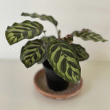 'Peacock' Makoyana Calathea