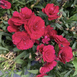 Dianthus 'Oscar® Dark Red' - Qt. Pots - Flat of 10