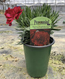 Dianthus 'Oscar® Dark Red' - Qt. Pots - Flat of 10