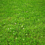 Green grass with small white flowers PetLawn™ Dog-Friendly Lawn Mix – Durable, Pet-Safe Grass & Clover Blend