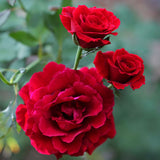Three red Don Juan Climbing Roses with a blurred green background