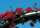 Red Don Juan Climbing Roses growing over a metal structure against a clear blue sky