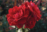 Close-up of a vibrant red Don Juan Climbing Rose with a blurred natural background
