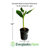 Potted Double Mahoi Dwarf Banana plant with dimensions and Everglades Farm branding.
