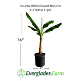 Double Mahoi Dwarf Banana plant with dimensions and Everglades Farm logo on a white background