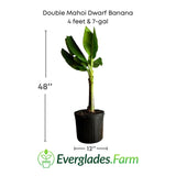 Potted Double Mahoi Dwarf Banana plant with dimensions and Everglades Farm logo on a white background