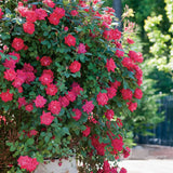 Double Knock Out® Rose