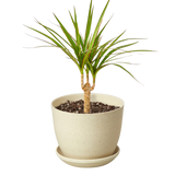 Dracaena 'Marginata Cane'