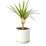 Dracaena 'Marginata Cane'
