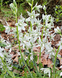 Drooping Star of Bethlehem 