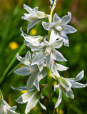 Drooping Star of Bethlehem 