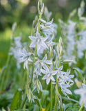 Drooping Star of Bethlehem 