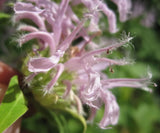 Close-up of light pink bee balm flowers with fuzzy petals and green leaves, photographed outdoors with a blurred green background.