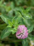 A close-up of a pink clover flower with green trifoliate leaves, photographed outdoors against a soft blurred green background.