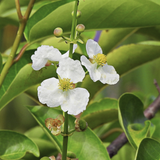 Duck Potato (Sagittaria latifolia) on a blurred natural background