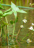 Duck Potato (Sagittaria latifolia) with white flowers in a body of water