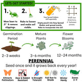 Dutch White Clover Seed