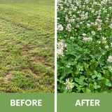 Before and after comparison of a lawn with patches of grass and clover.