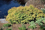 Acer Palmatum 'Kiyohime Yatsubusa' Dwarfwith yellow leaves near a body of water