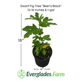Dwarf Fig Tree 'Beer's Black' with dimensions and Everglades Farm logo on a white background