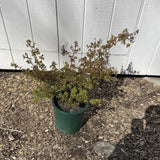 Acer Palmatum 'Kiyohime Yatsubusa' Dwarf in front of a white paneled wall