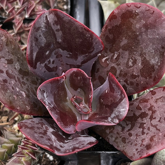 Close-up of a Echeveria 'Mahogany Rose' with dark red leaves.