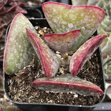 Close-up of Adromischus triflorus ‘Calico Hearts’ plant with pink and green leaves in a pot.