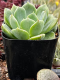 Echeveria 'Sofia' plant in a black pot with blurred background