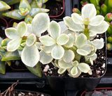Potted Portulacaria afra aka Elephant Bush plant with light green leaves in a potting tray.