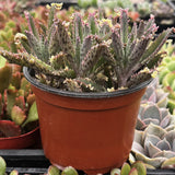 Potted Kalanchoe delagoensis aka Mother of Millions plant with a red pot surrounded by other plants