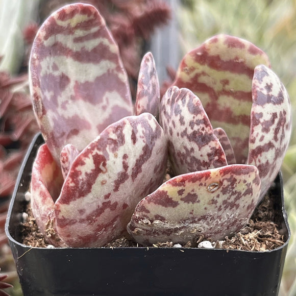 Kalanchoe Humilis 'Desert Surprise' in a black pot with a blurred background