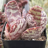 Kalanchoe Humilis 'Desert Surprise' in a black pot with a blurred background