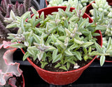 Senecio peregrinus plant in a red pot with other plants in the background