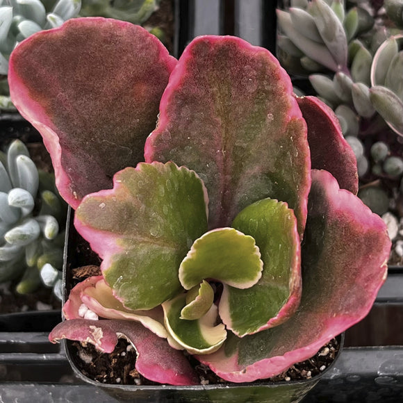 Kalanchoe blossfeldiana with pink and green leaves in a pot